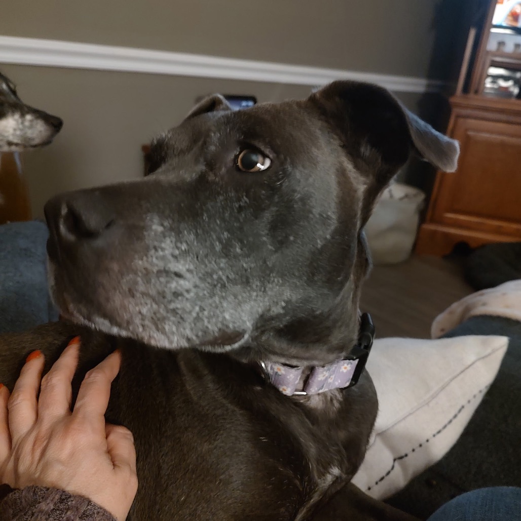 Izzy, photo 30