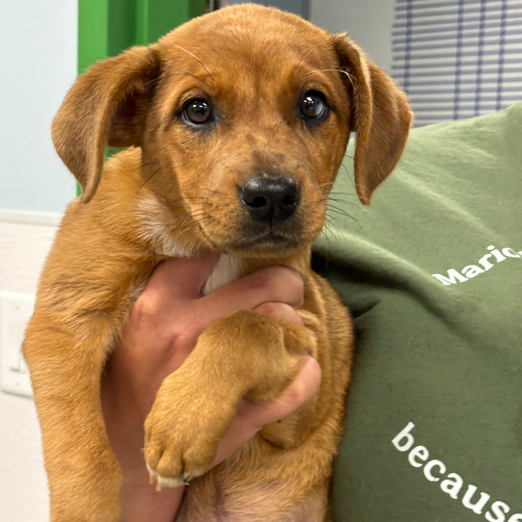 PUFFY - Shepherd / Shepherd, Australian available for adoption