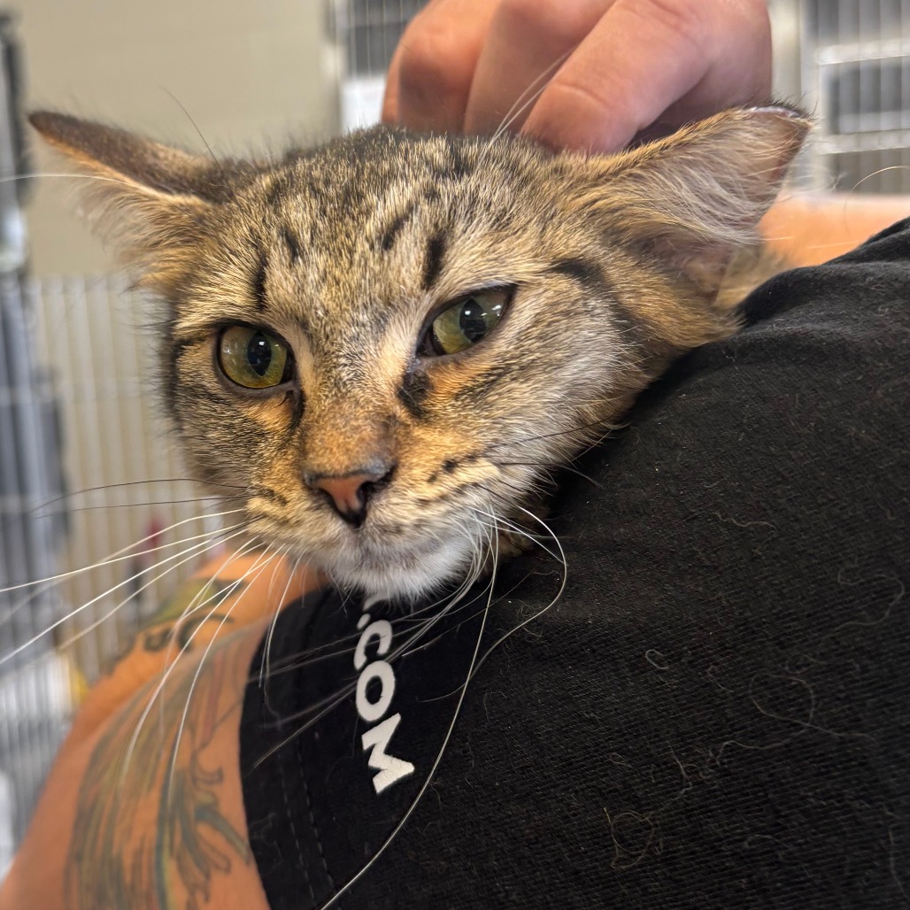 Ginger — thumbnail 2