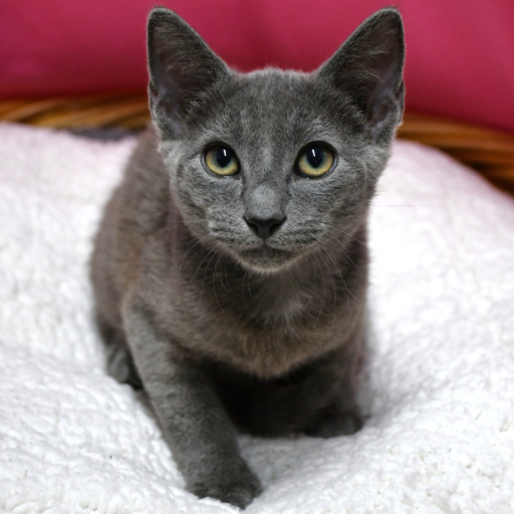 ELMORE - Domestic Shorthair available for adoption