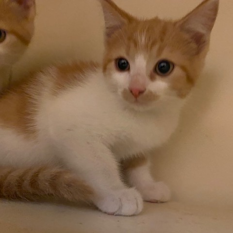 DUCKY - Domestic Shorthair available for adoption