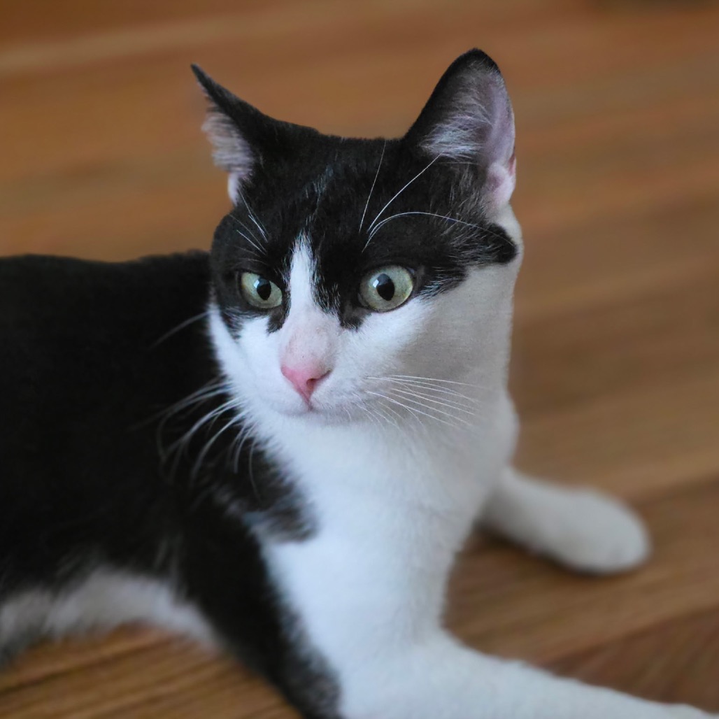 PENGUIN - Domestic Shorthair available for adoption