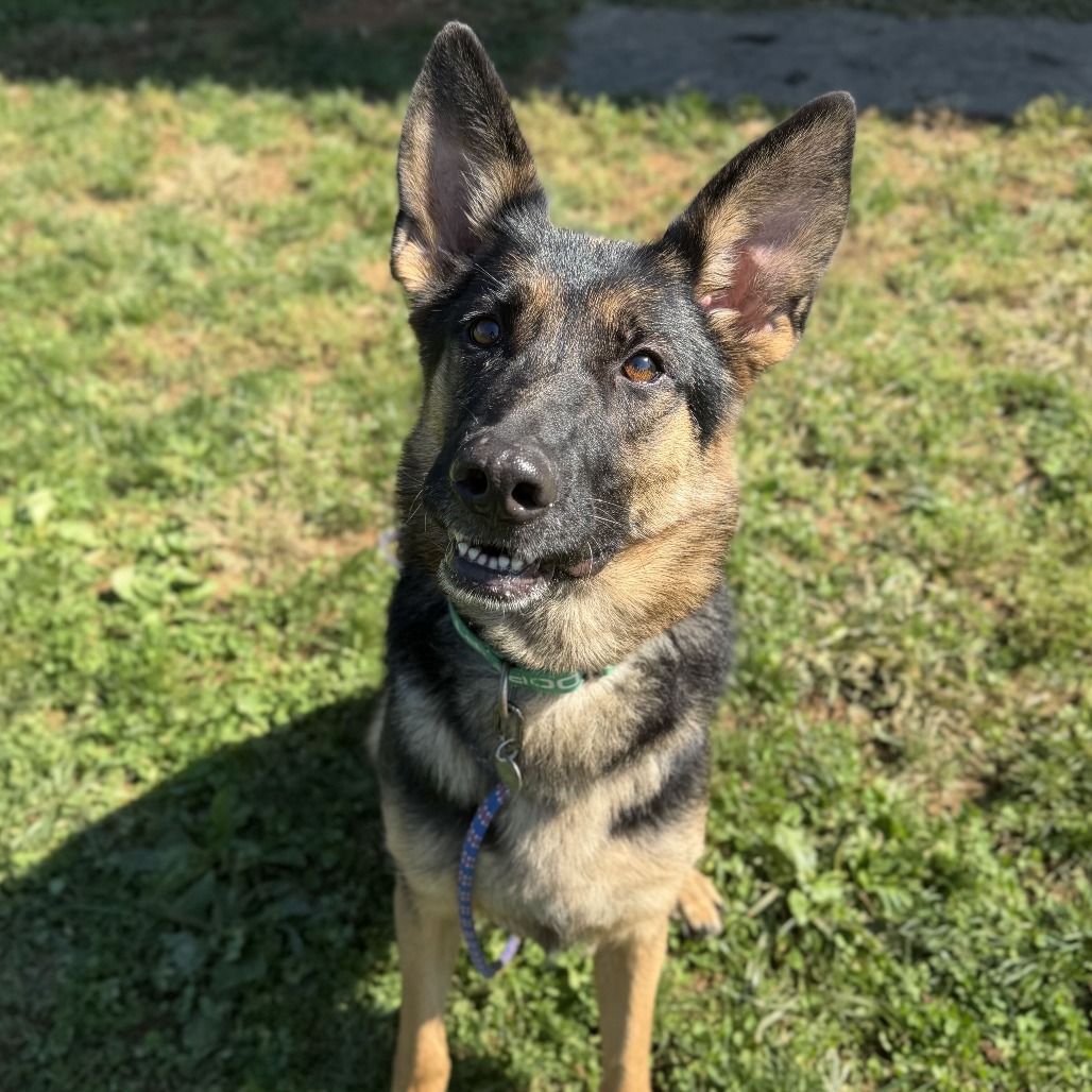 EVE (BREED EXPERIENCE REQUIRED) - Shepherd / German available for adoption