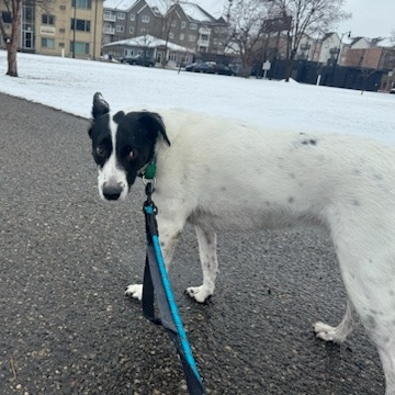 Brie--In Foster, photo 4