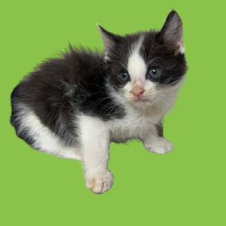 Tusc Stray 82180