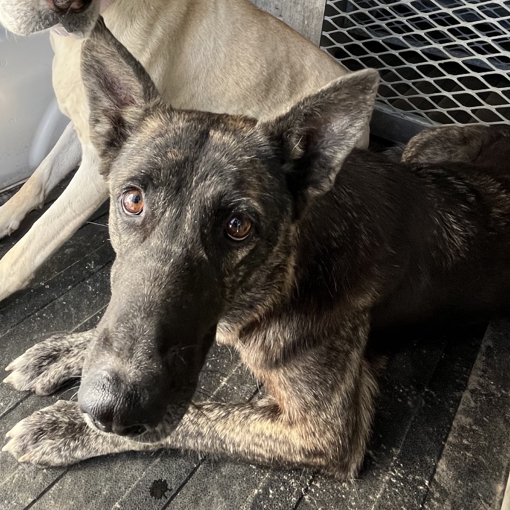 KIMMY - Shepherd / Mix available for adoption