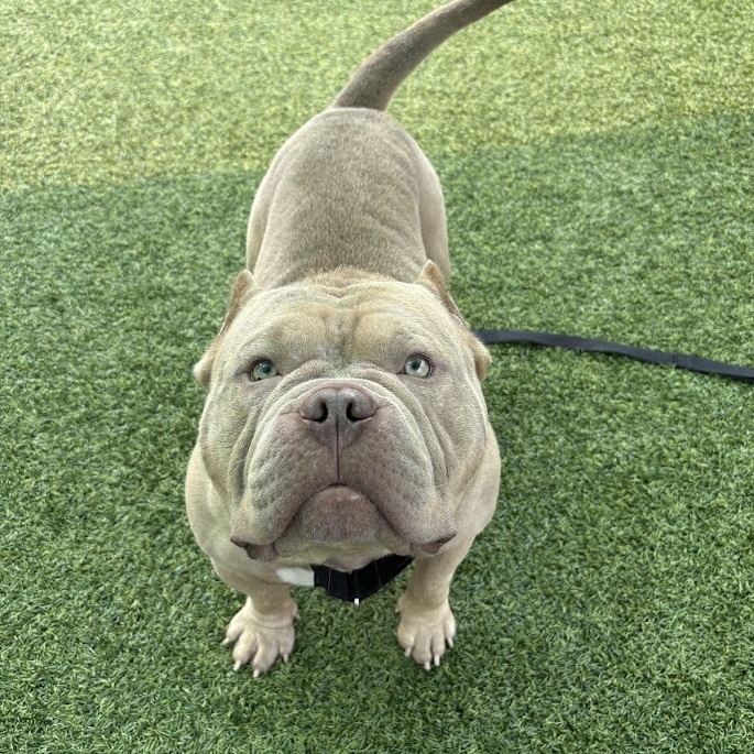 Photo of Goblin 9