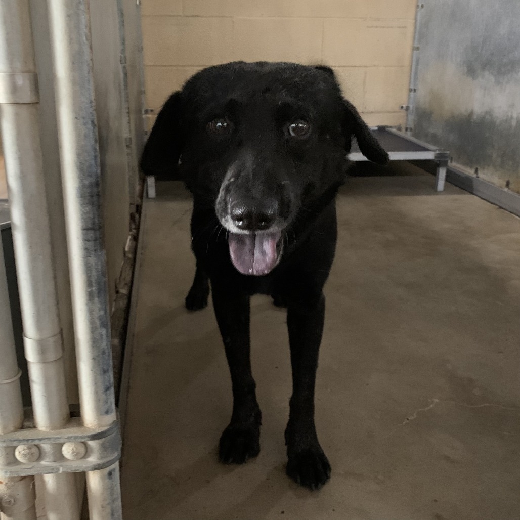 PATRON - Shepherd available for adoption