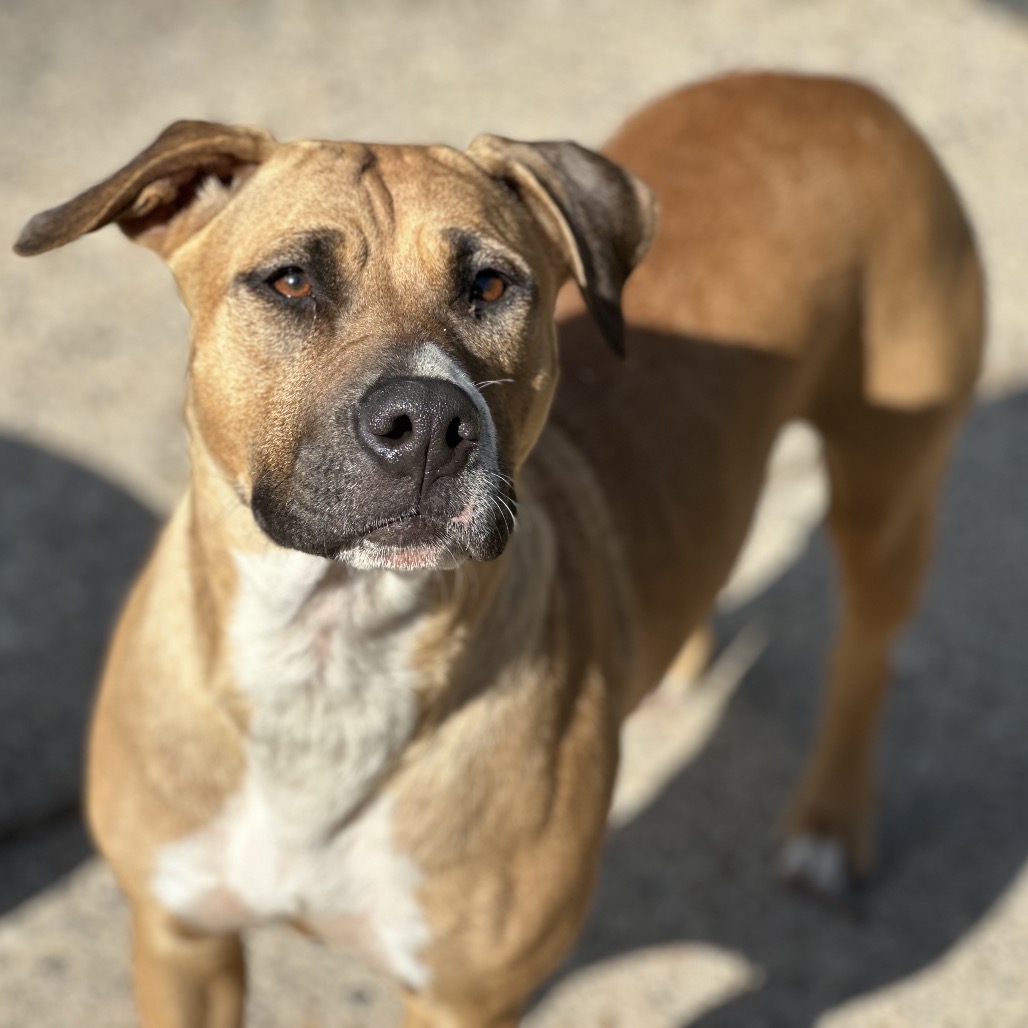 Bambi — thumbnail 3