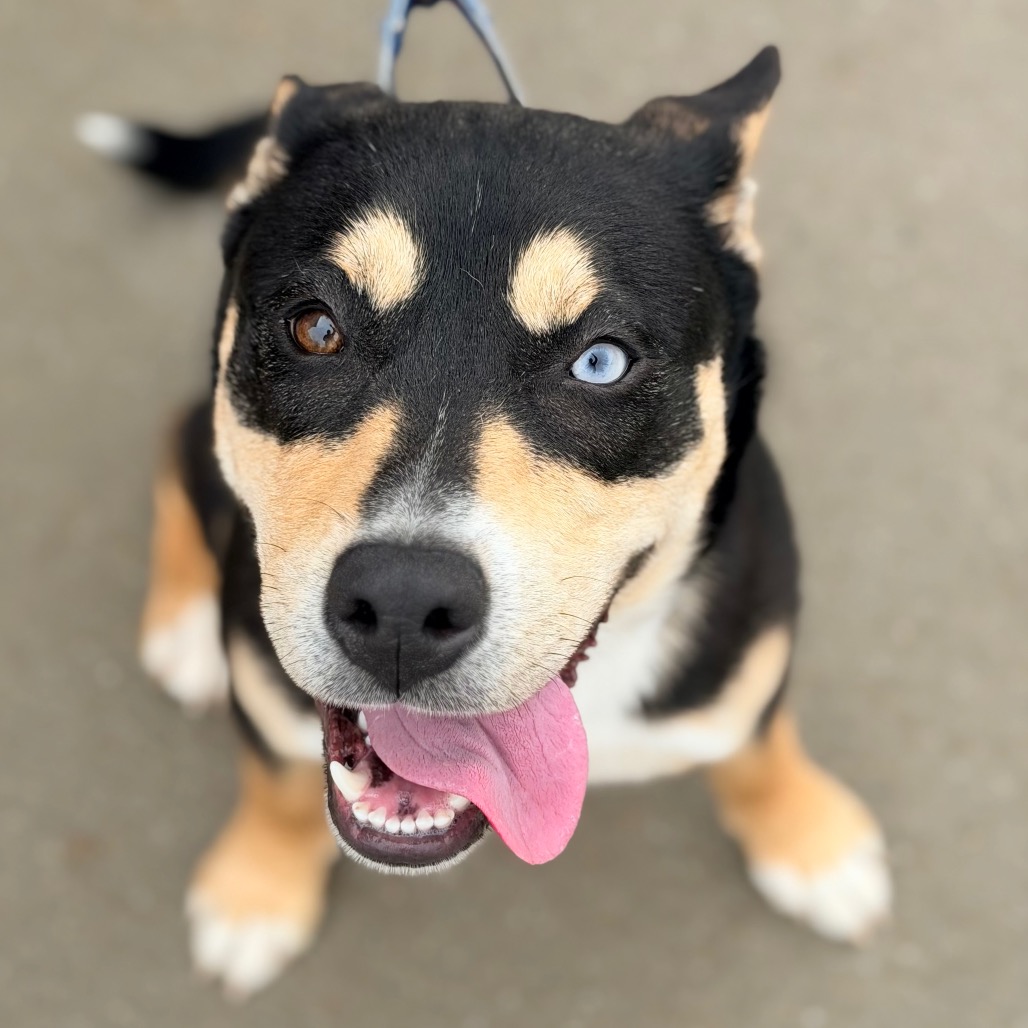 Khaleesi — thumbnail 2