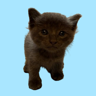 Tusc Stray 81358