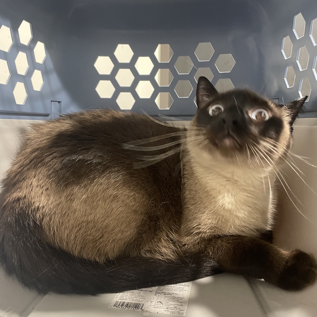 Miso — thumbnail 3