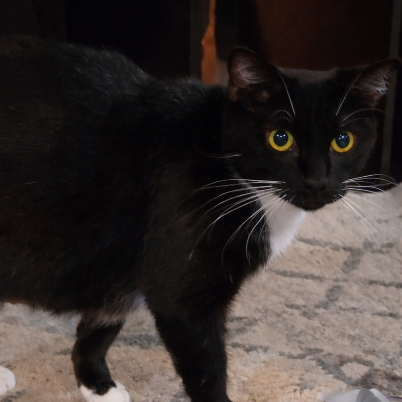 Morticia 