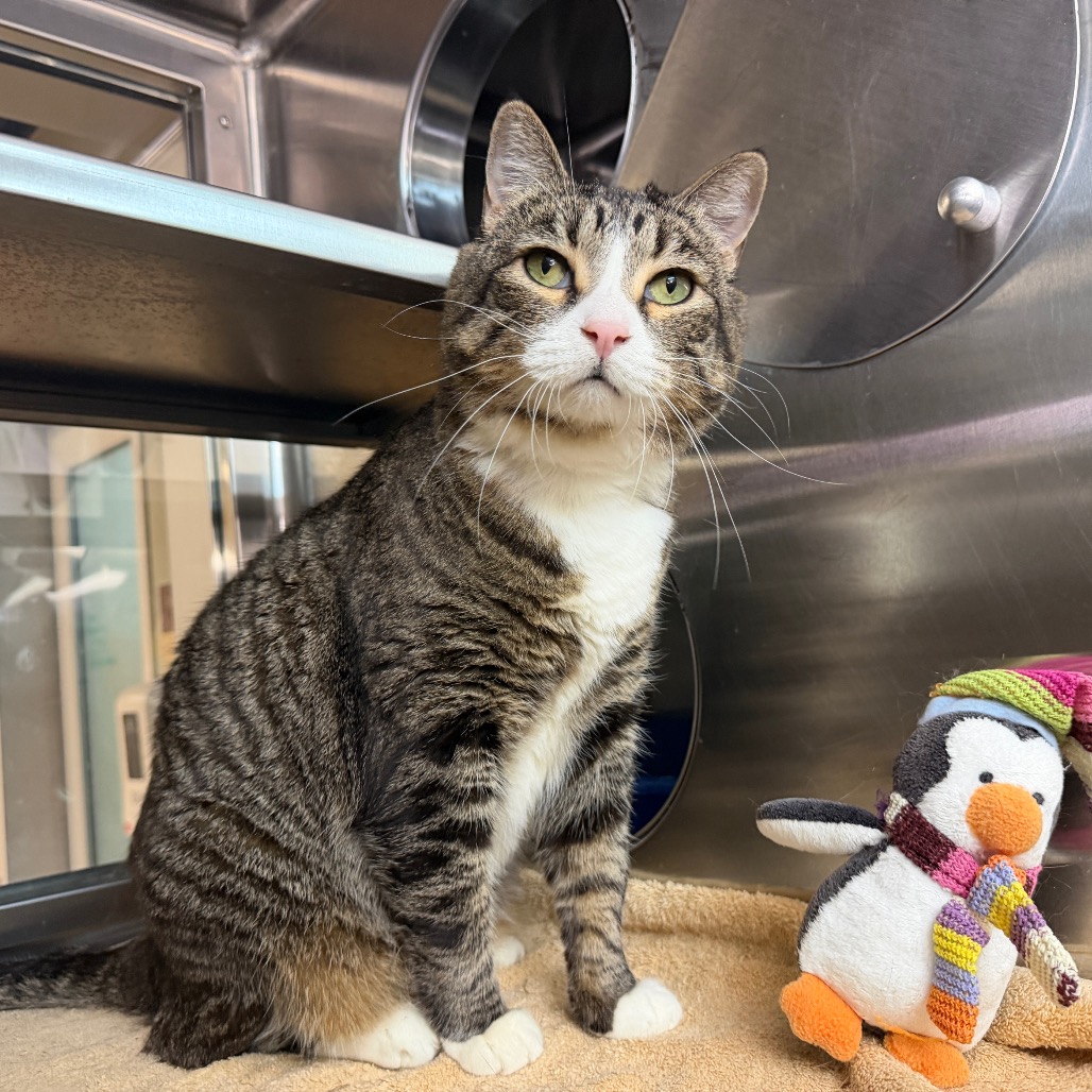 Maggie Cat