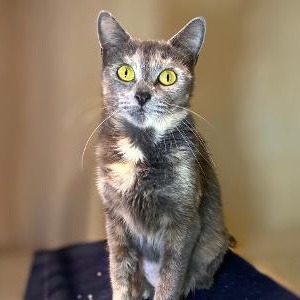 Photo of PEGGY