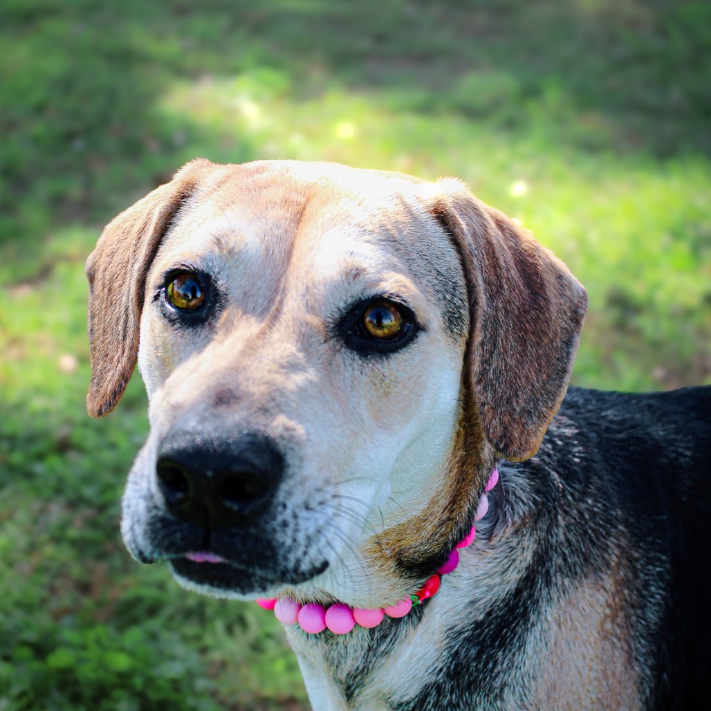 Finch, an adoptable dog at SPCA-BC