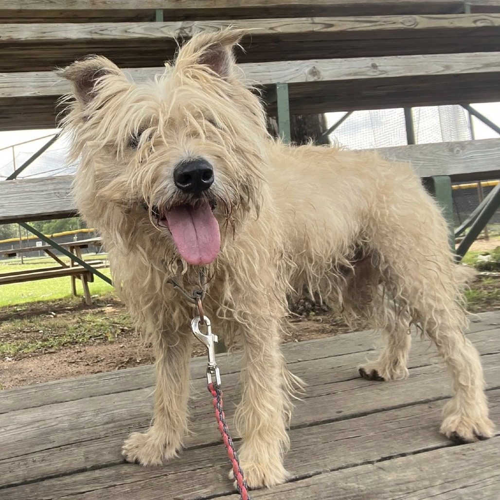 Scrappy, additional photo