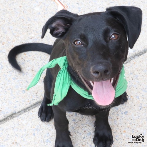CHI CHI - Shepherd, Australian / Mix available for adoption