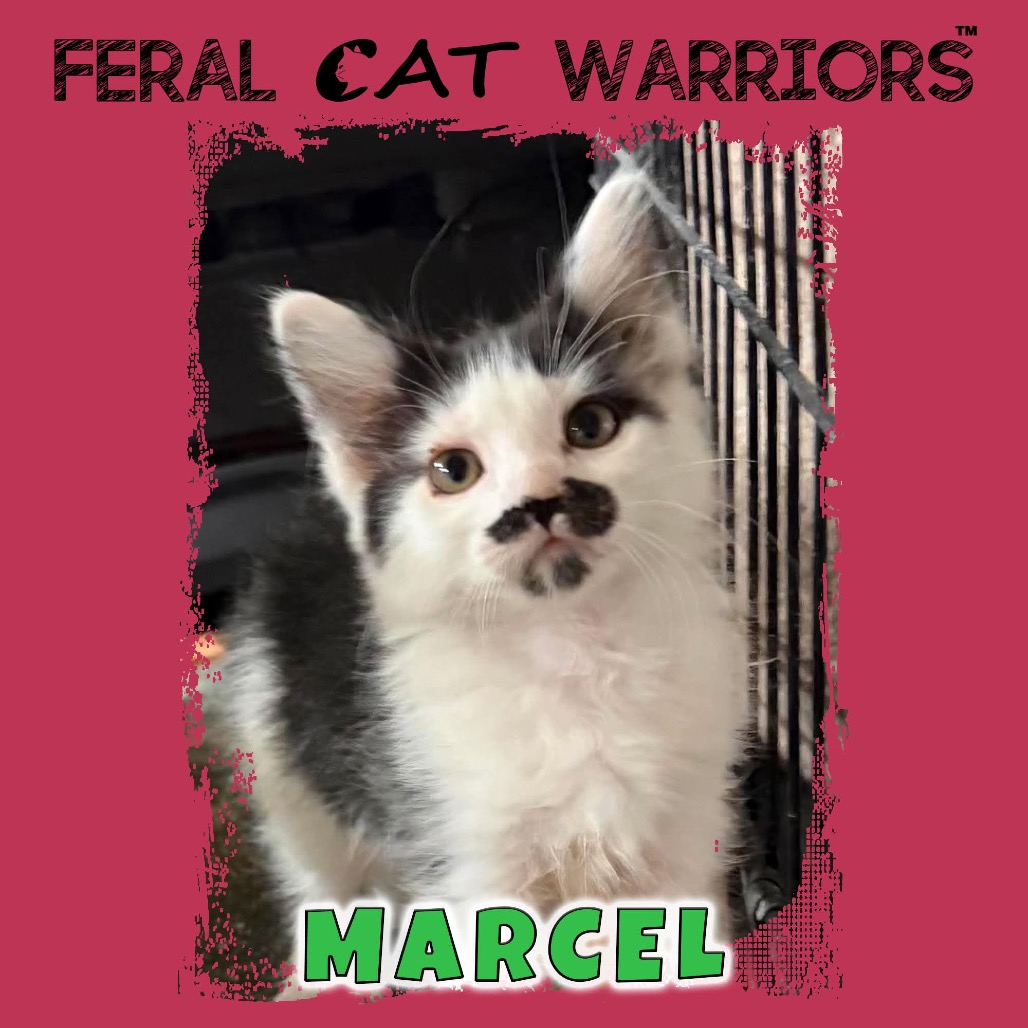 Marcel