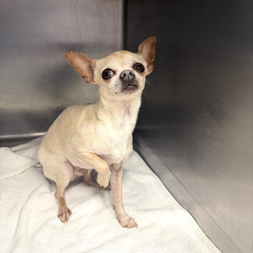 Chihuahua