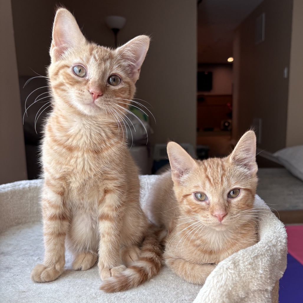 SHELDON & SHELLY - Domestic Shorthair available for adoption