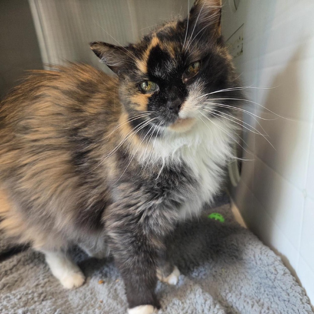 GIGI - Domestic Medium Hair available for adoption