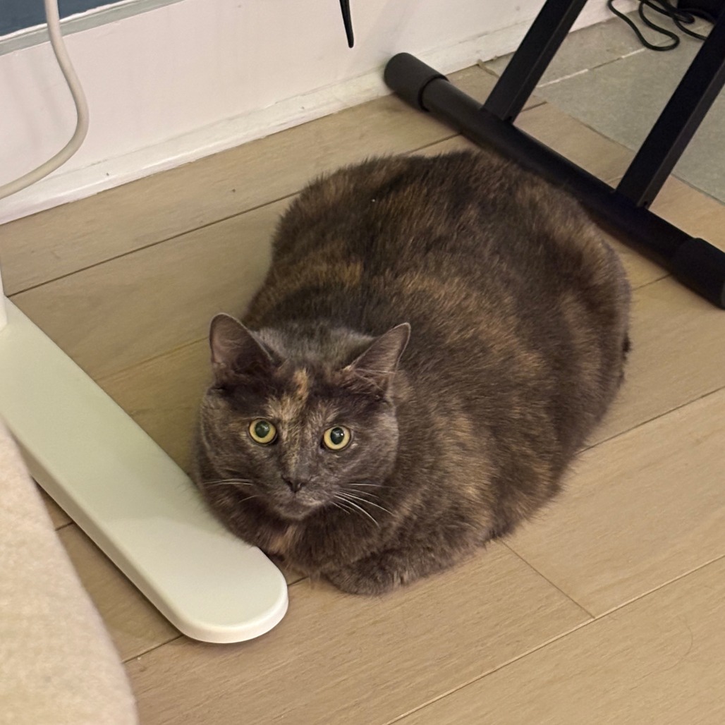 Dolly Purrton, photo 11