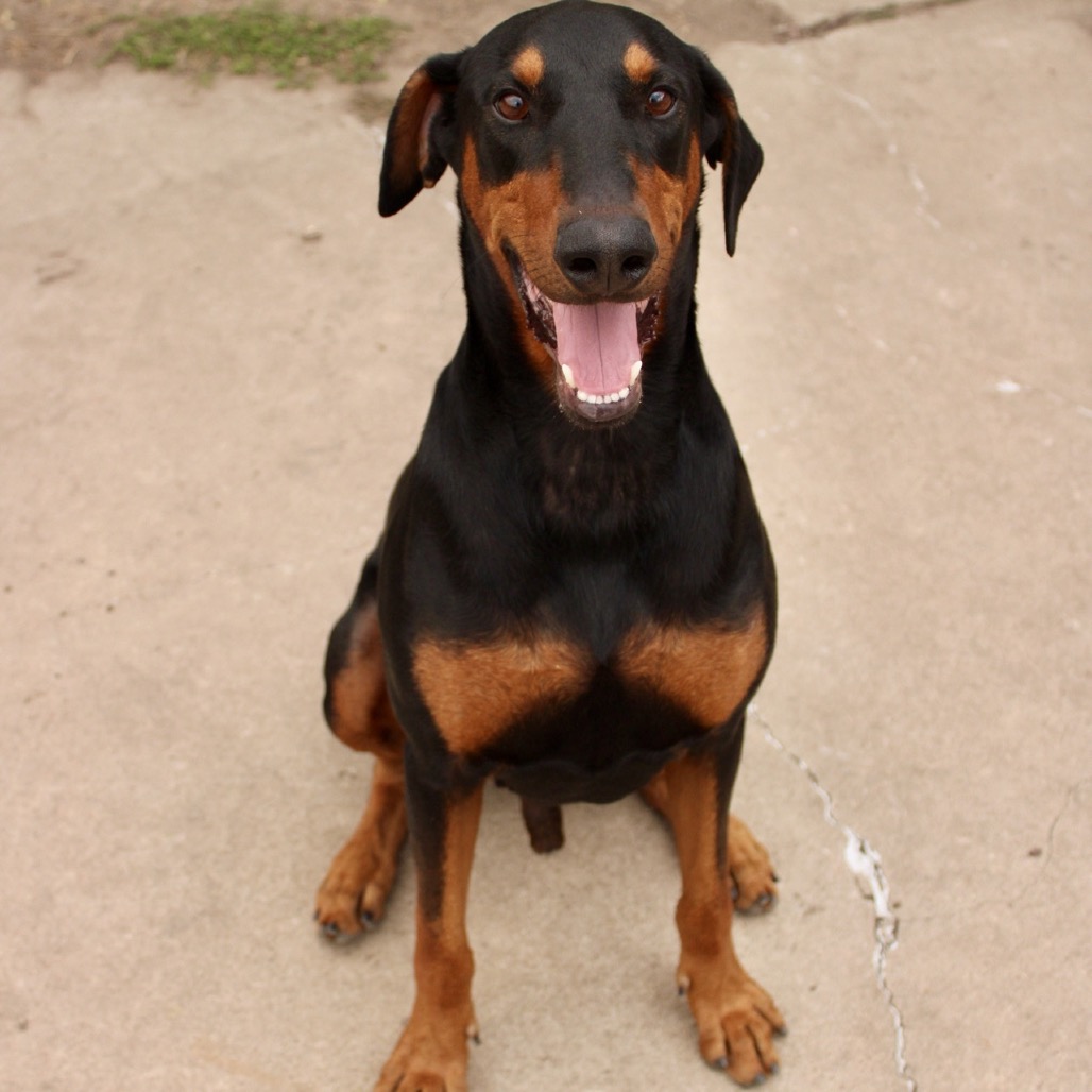 Thor photo 25