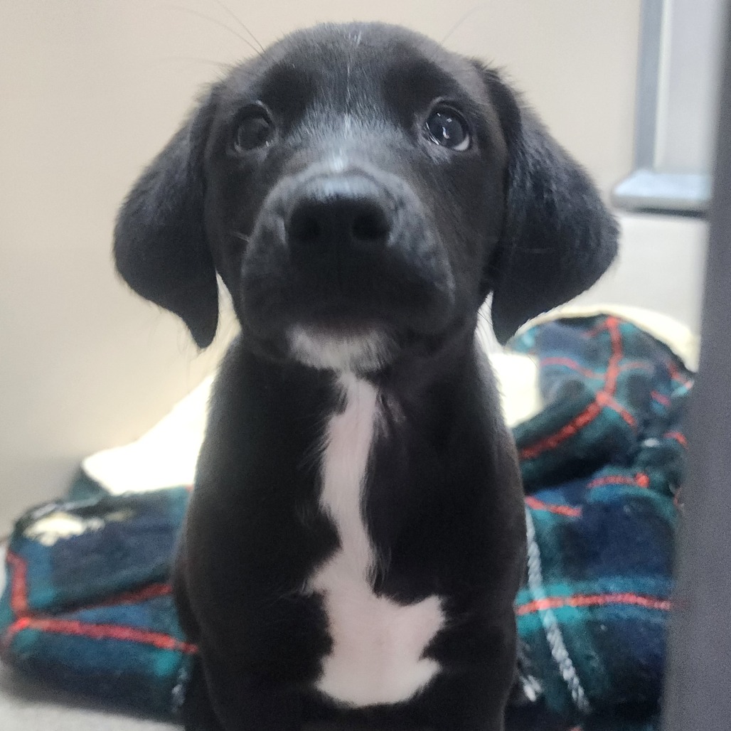 Kennel#16c (red collar)'s preview photo