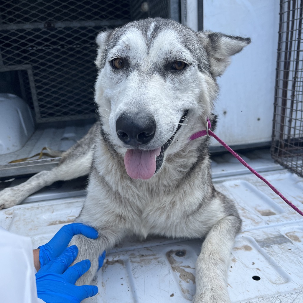 JANIE - Husky / Mix available for adoption