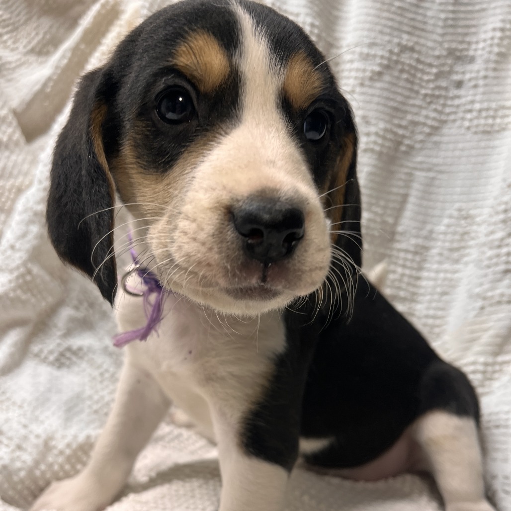 Eve's Pup- Marjorie — thumbnail 4