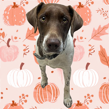  Photo of TUSC-Stray-82476