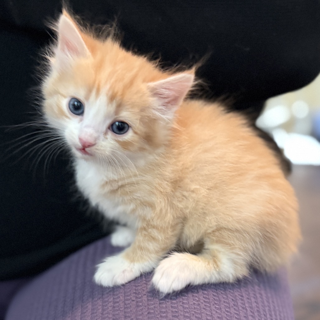 Cheeto (red collar)