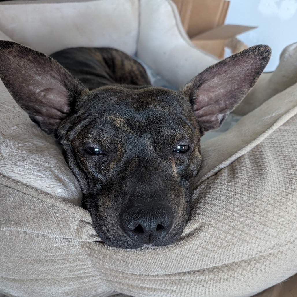 Yoda, photo 6