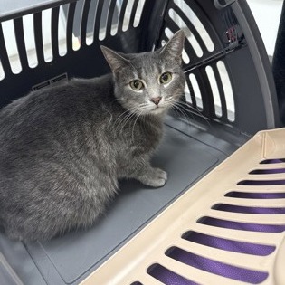 Sophie — thumbnail 10