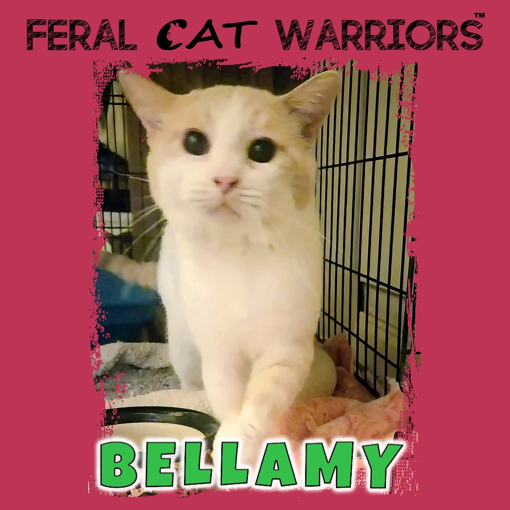 Bellamy