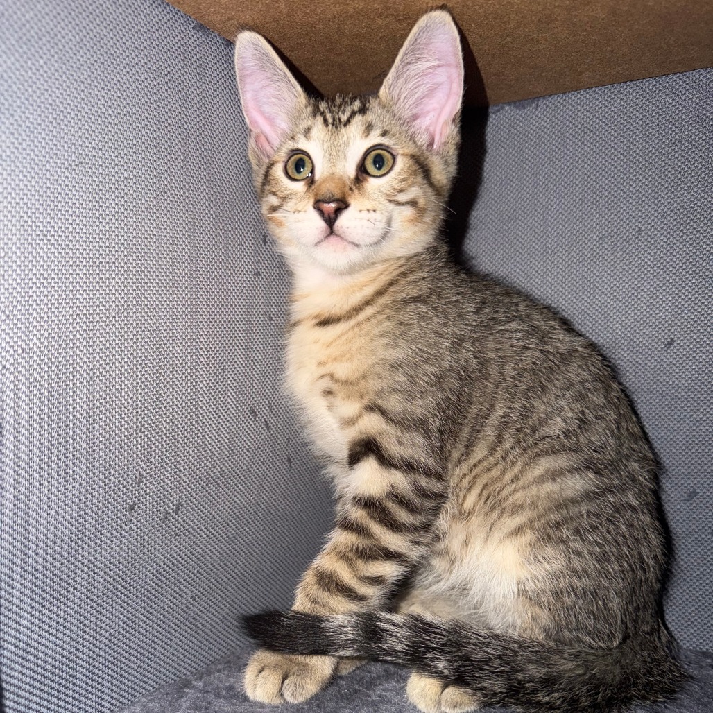 Beethoven: Male 4 Domestic Shorthair