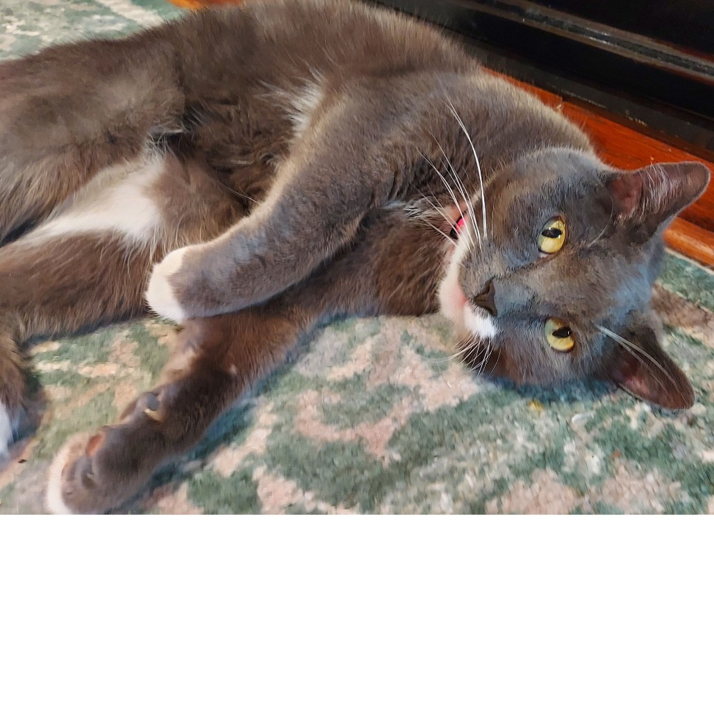 Applesauce, photo 9