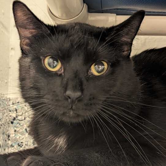 SEA URCHIN - Domestic Shorthair available for adoption