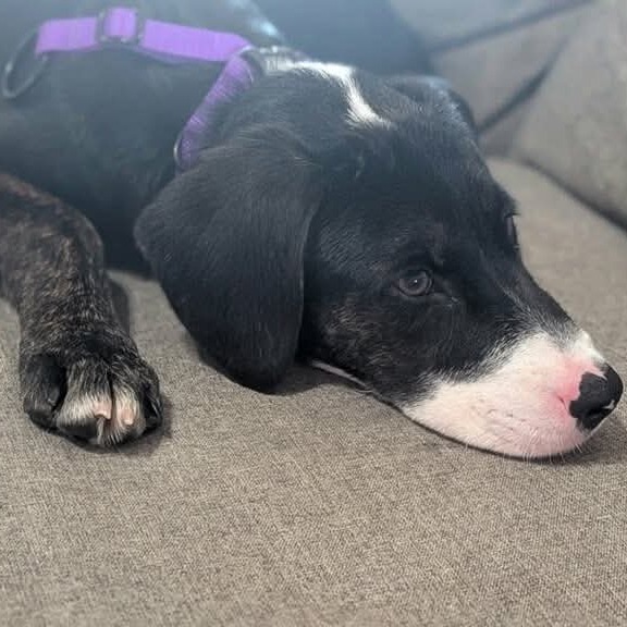Photo of Winston