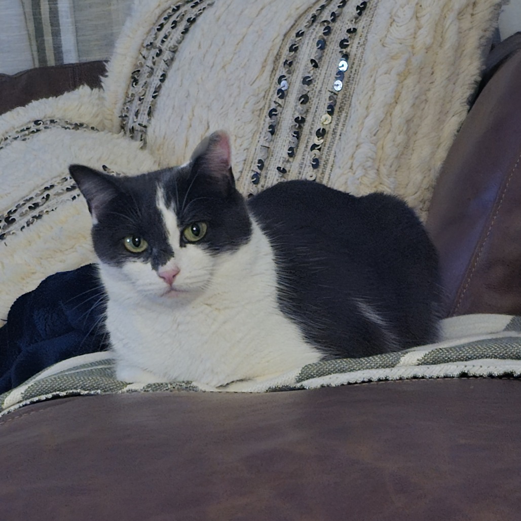 SMIDGEN AKA SWEETIE OR MIDGE - Domestic Shorthair available for adoption