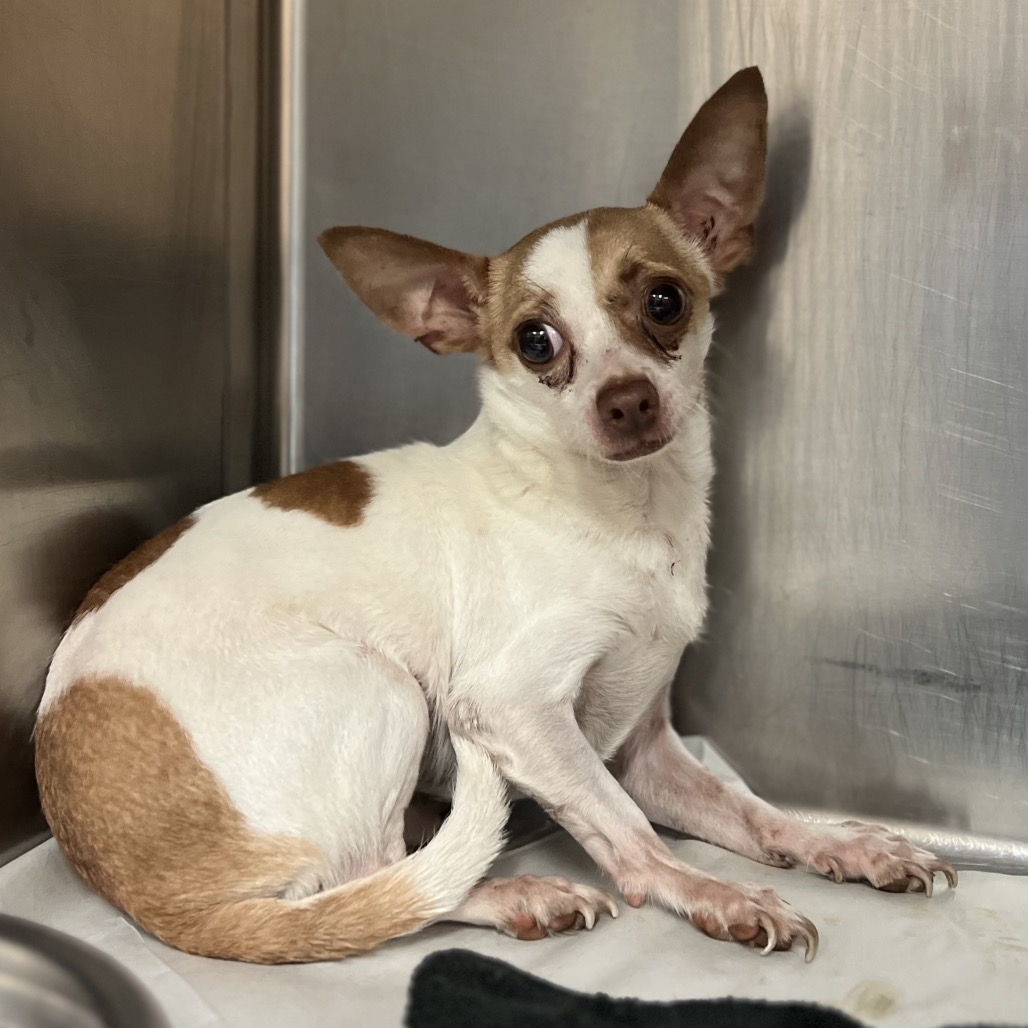 ANGEL - Chihuahua available for adoption