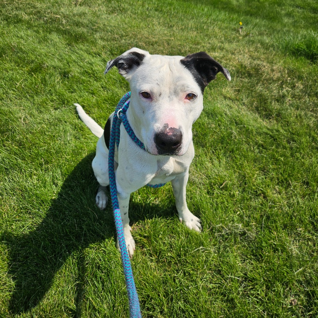Mixed Breed