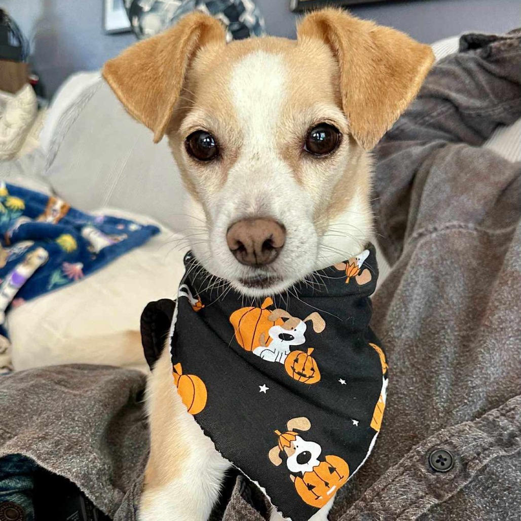 Chewy