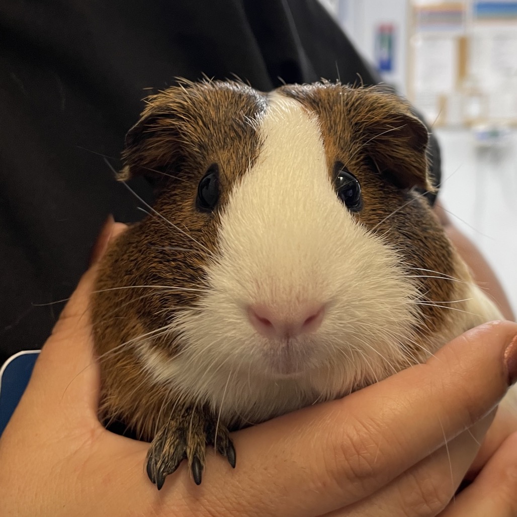 Fiona the