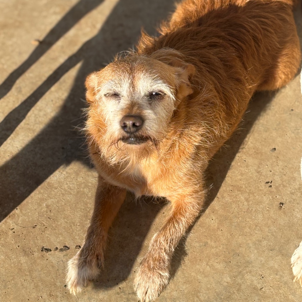 LUCY — thumbnail 4