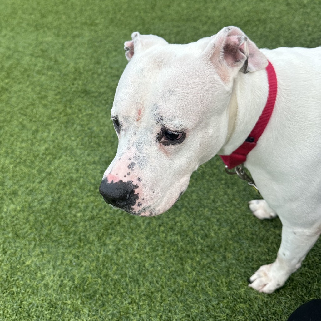 Photo of Betty White 5