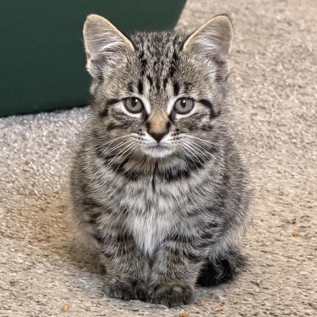 Meowly Cyrus C12280