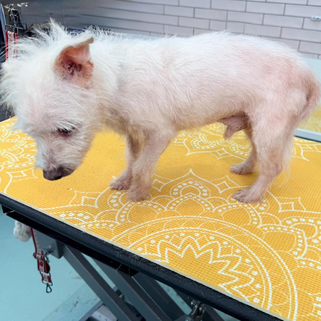 Toad 13841 — thumbnail 4