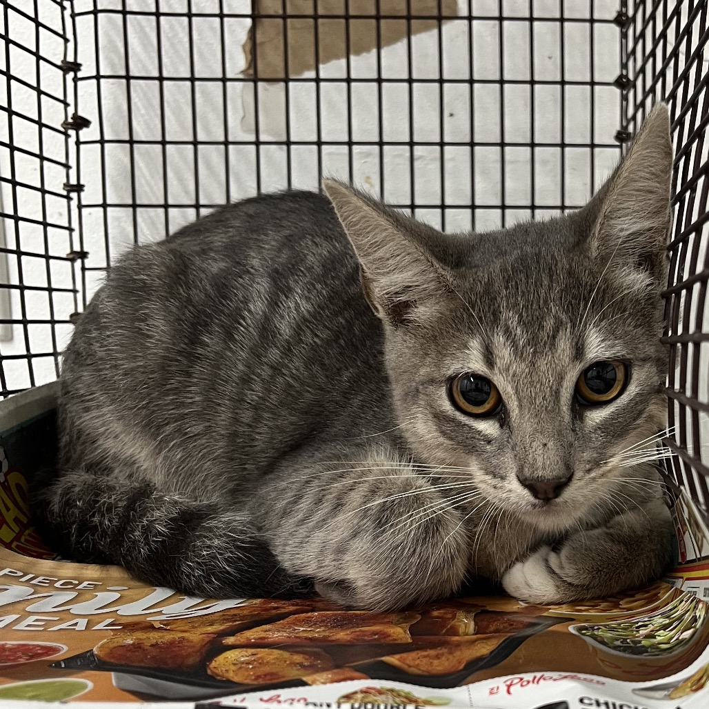 JELLO - Domestic Shorthair available for adoption